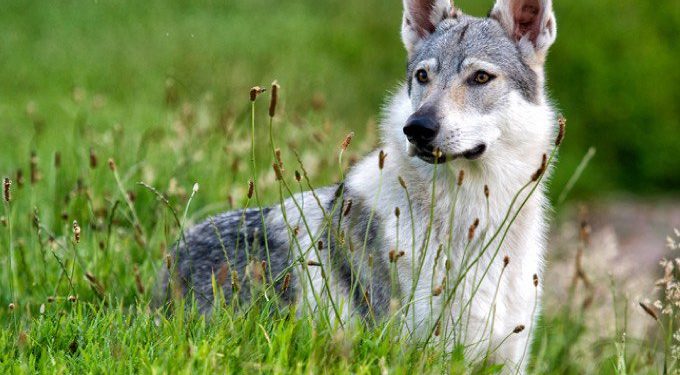 Est-ce qu'un chien peut s'accoupler avec un loup ?