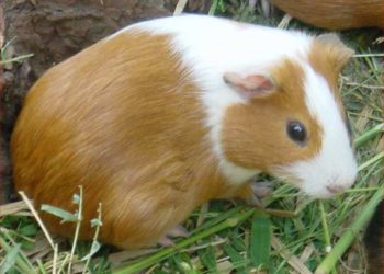 Quel cochon d'Inde me convient ?