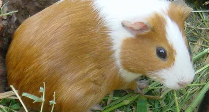 Quel cochon d'Inde me convient ?