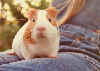 Quel est le cochon d'Inde le plus affectueux ?