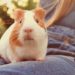 Quel est le cochon d'Inde le plus affectueux ?
