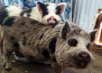 Comment adopter un mini cochon ?