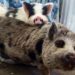 Comment adopter un mini cochon ?