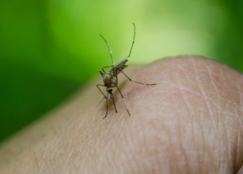 Qu'est-ce qui attire les criquets ?