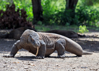 Pourquoi le dragon de Komodo s'appelle Dragon ?