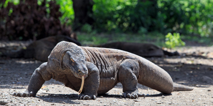 Pourquoi le dragon de Komodo s'appelle Dragon ?