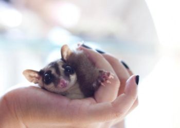 Comment avoir un phalanger volant ?