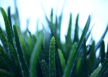 Est-ce que l'aloe vera est toxique ?