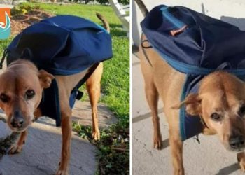 Qui est le chien le plus fidèle ?