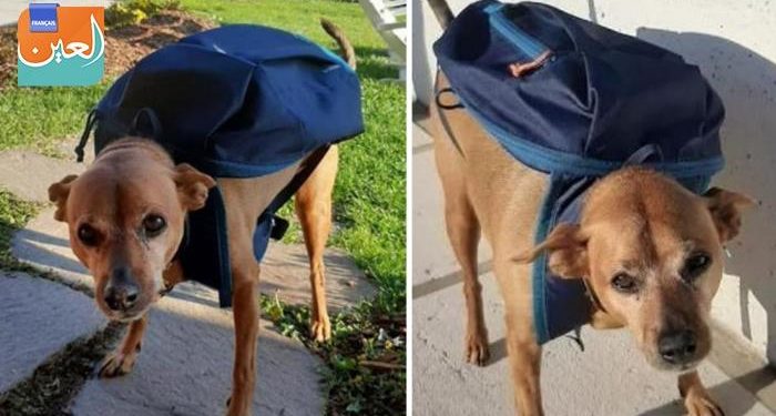 Qui est le chien le plus fidèle ?