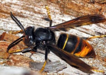 Quel est le plus dangereux des frelon ?