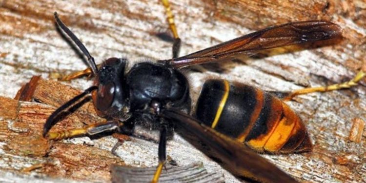 Quel est le plus dangereux des frelon ?