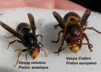 Fait-il tuer les frelons européens ?