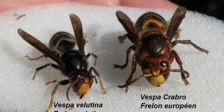 Fait-il tuer les frelons européens ?