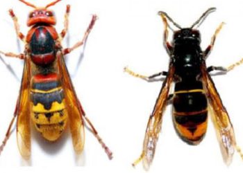 Comment reconnaître un frelon asiatique ?