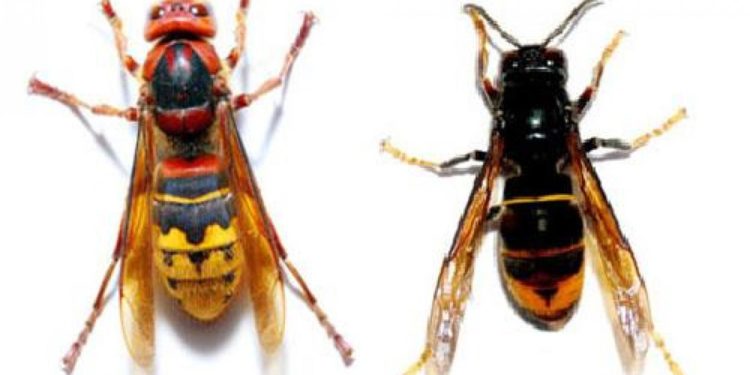 Comment reconnaître un frelon asiatique ?