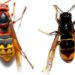 Comment reconnaître un frelon asiatique ?