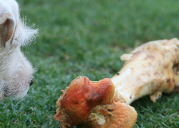 Qu'est-ce qu'on peut donner à manger à un chien ?