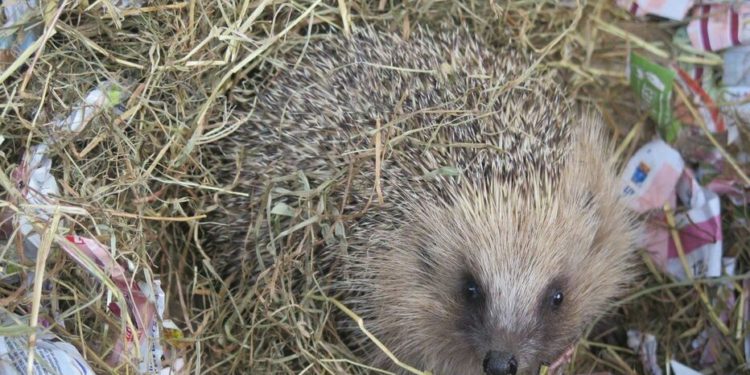 Est-ce que les hérissons boivent ?