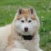Où vit le chien husky ?