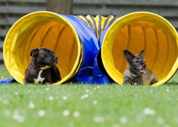 Qu'est-ce qui est nocif pour un chien ?