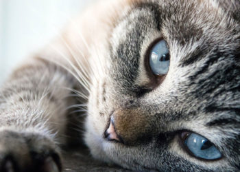 Comment rationner un chat ?