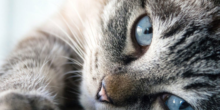 Comment rationner un chat ?