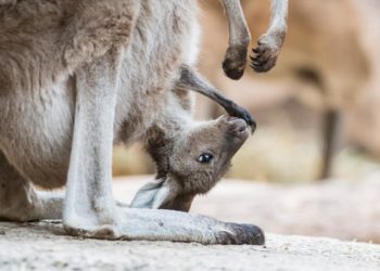 Comment est la poche d'un kangourou ?