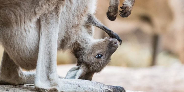 Comment est la poche d'un kangourou ?