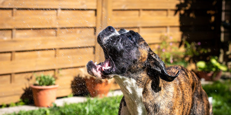 Comment rafraîchir un lapin quand il fait chaud ?