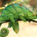 Pourquoi le caméléon change de couleur ?