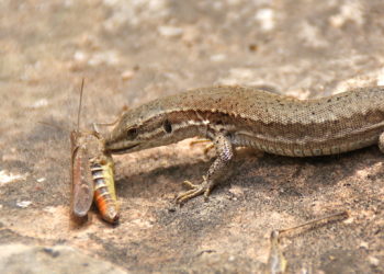 Quel est le mode de déplacement du lézard ?