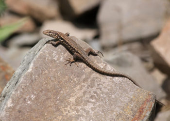 Qui mange les lézards ?