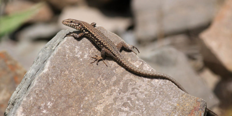 Qui mange les lézards ?