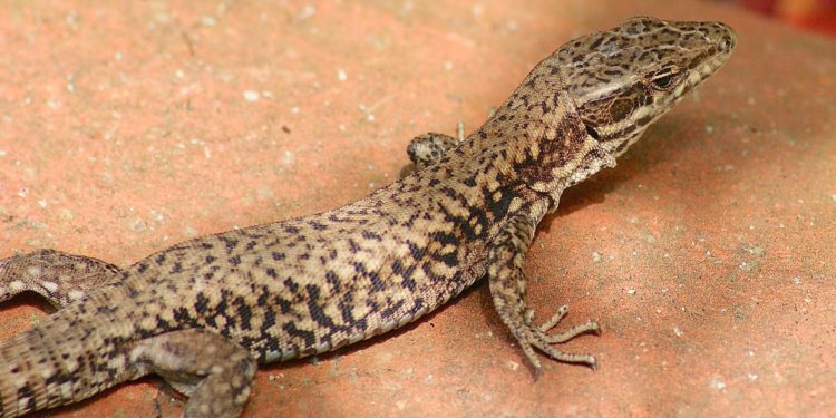 Ou hiberne le lézard ?