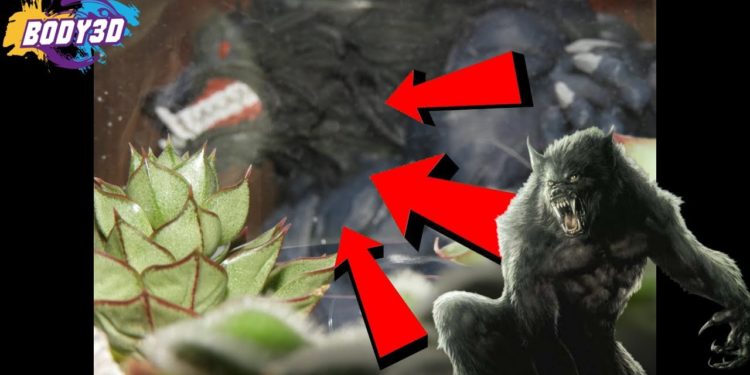 Est-ce que les loup existe ?