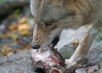 Qu'est-ce que le loup gris mange ?