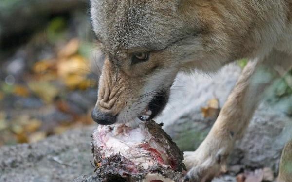 Qu'est-ce que le loup gris mange ?