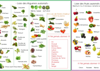 Quel fruit et légume peut manger un lapin ?