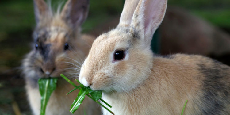 Qu'est-ce que le lapin ne peut pas manger ?