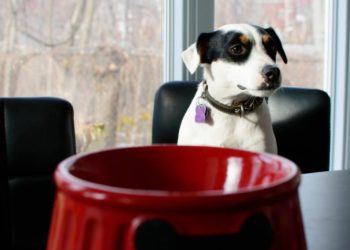 Puis-je donner de la tisane à mon chien ?