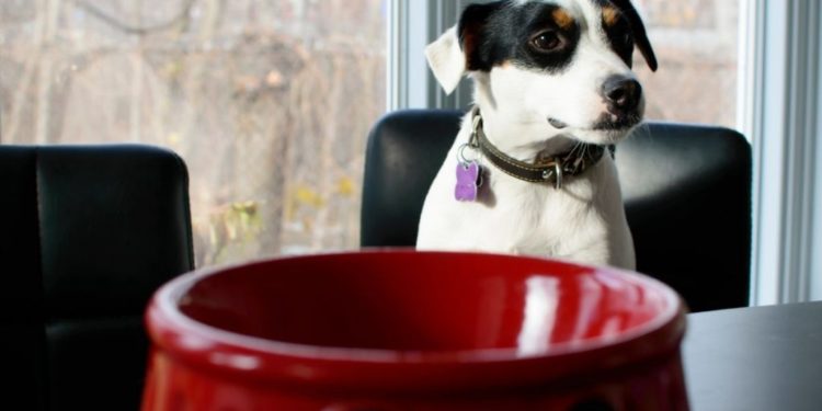 Puis-je donner de la tisane à mon chien ?