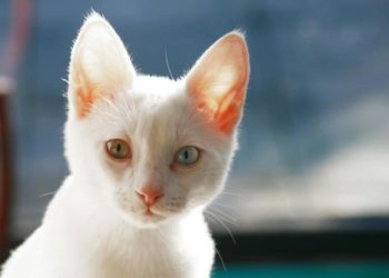 Comment savoir si un chat est albinos ?