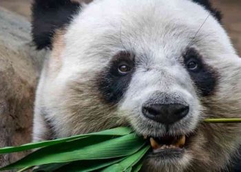 Est-ce que le panda mange de la viande ?