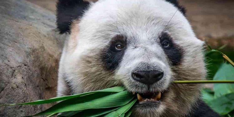 Est-ce que le panda mange de la viande ?