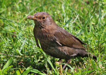 Quel oiseau ressemble au merle ?