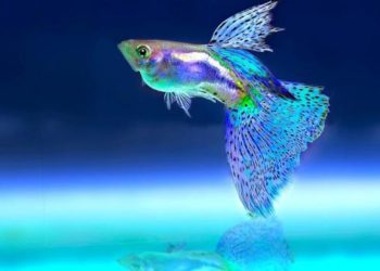 Comment dorment les poissons dans un aquarium ?