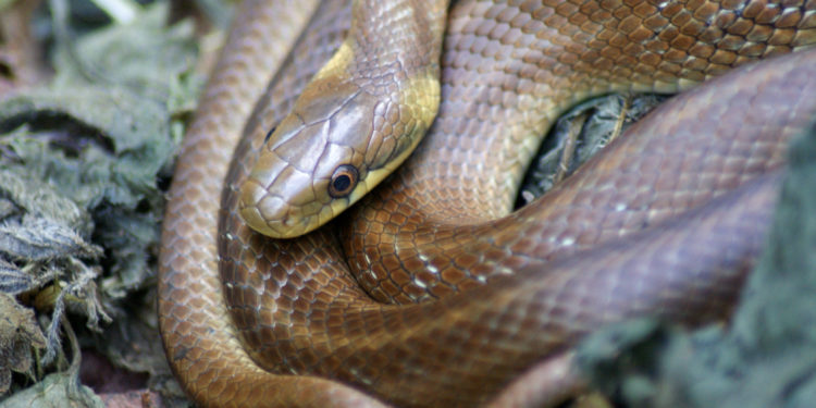 Est-ce que la couleuvre à du venin ?