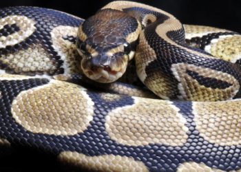 Est-ce que le python est dangereux ?