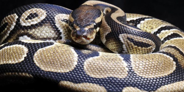 Est-ce que le python est dangereux ?